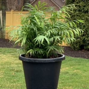 Backyard Chamadorea elegans