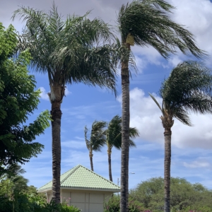 Queen palms in Maui