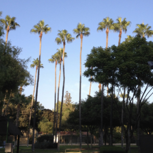 Washingtonia robusta