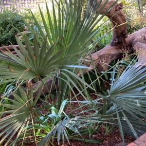 Sabal minor