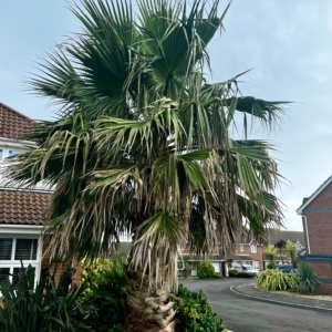 Washingtonia robusta