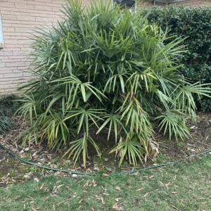 Needle palm native of North Carolina