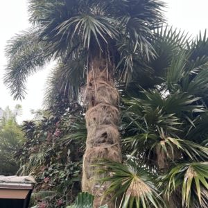 Old man palm