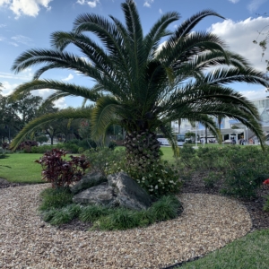 Canary Island Date palm in Orlando