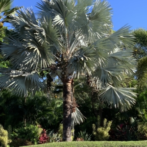 Bismarck Palm in Maui