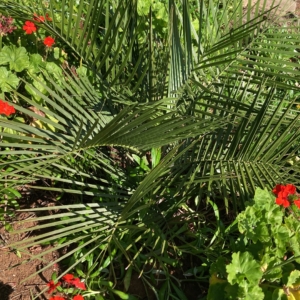 Jubaea chilensis