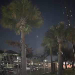 Houston sabal palmetto