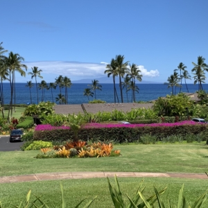 Coconut palms