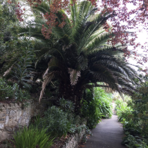 Phoenix canariensis