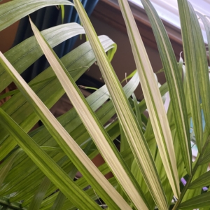 Ravenea Rivularis variegata