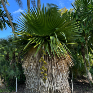 Copernicia macroglossa
