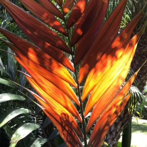 Flamethrower Palm