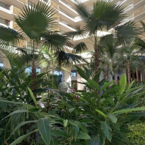 Maui atrium palms