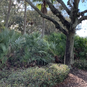 Orlando saw palmettos