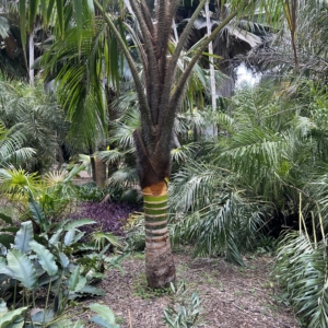 Pigafetta elata? Fairchild garden specimen