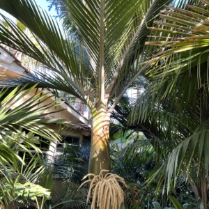 Rhopalostylis baueri