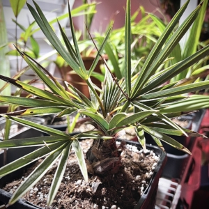 Thrithrinax campestris