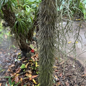 Another Fairchild photo! This palm I’m pretty sure is a cyrsopholia warscewiszii