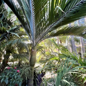 Rhopalostylis baueri