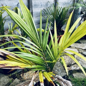 Juania australis