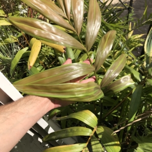 Chambeyronia macrocarpa