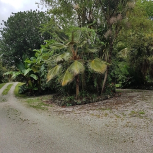 Landsendt Pritchardia minor