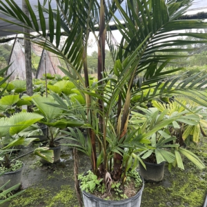 I was at a nursery and I saw the specimen  Pinnanga(purple haze)