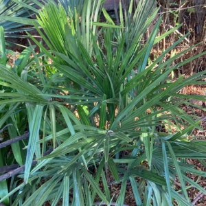 Needle Palm