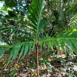 Areca macrocalyx