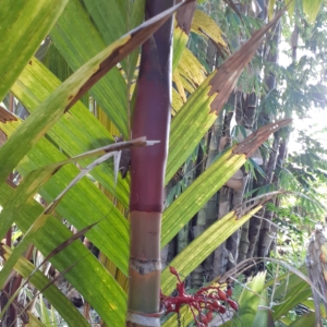 Areca vestiaria (red/maroon crownshaft)