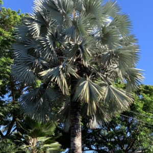 Maui Bismarck palm 2