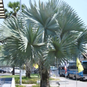 Bismarckia nobilis