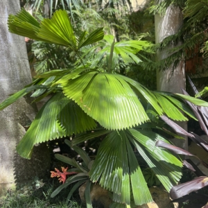 Liquala Ramsai