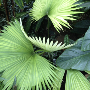 Kerriodoxa elegans