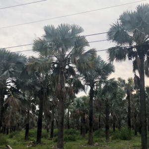 Homestead FL Bismarck farm