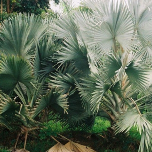 Bismarkia nobilis at Pa Kanu Ola