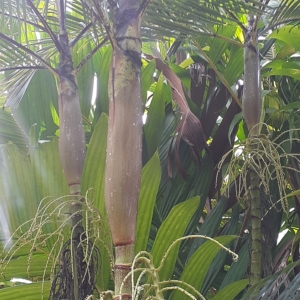 Burretiokentia vieillardii at Pa Kanu Ola