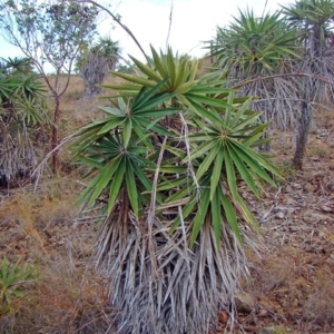 Coccothrinax pseudorigida