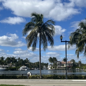 coconut