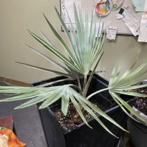 Bismarckia Nobilis