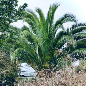 Phoenix canariensis