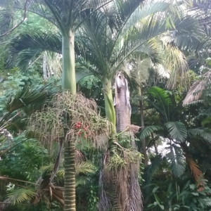Carpoxylon macrospermum