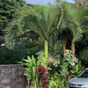 Elua village palm #1