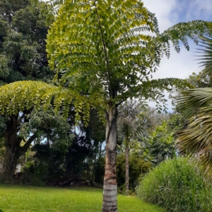 Caryota obtusa adolescent