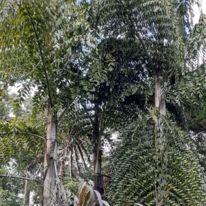 Caryota obtusa, formerly Caryota gigas