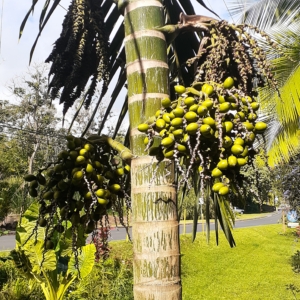 Chambeyronia macrocarpa with fruit
