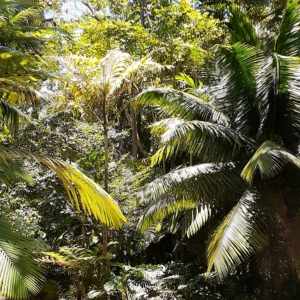 Samoan Dwarf Coconut
