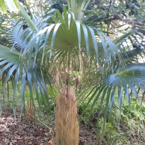 Cocothrinax crinita (old man palm)