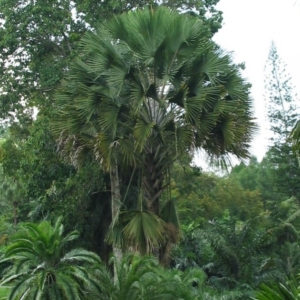Coryphan utan Singapore Botanical Gardens