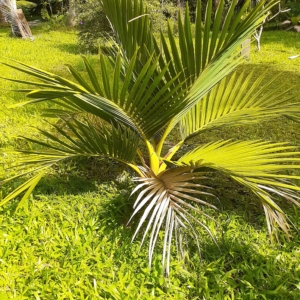 Cyphosperma balansae